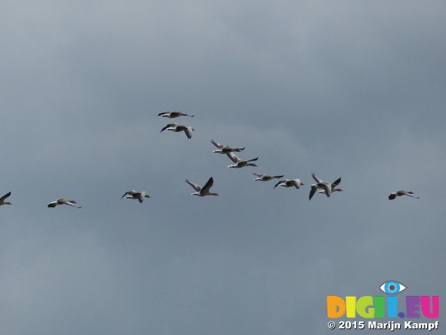 FZ020203 Greylag geese (Anser anser) in flight